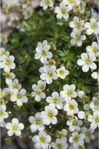 Saxifraga Arendsii Ice Colors Pearl White
